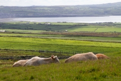 Irland2018-244.jpg